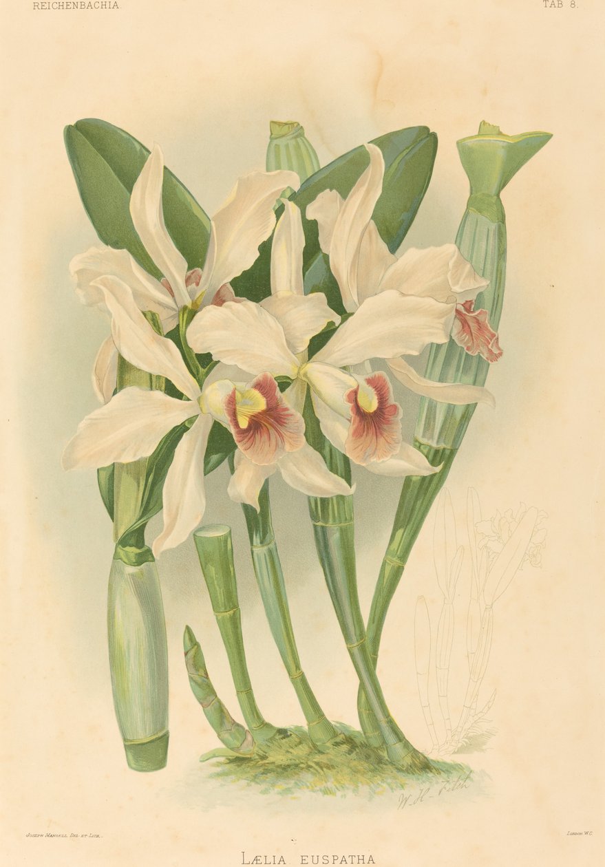 Laelia Euspatha door Joseph Mansell after Walter Hood Fitch