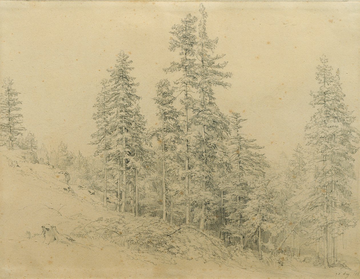 Zilverspar door Joseph Martin Höger