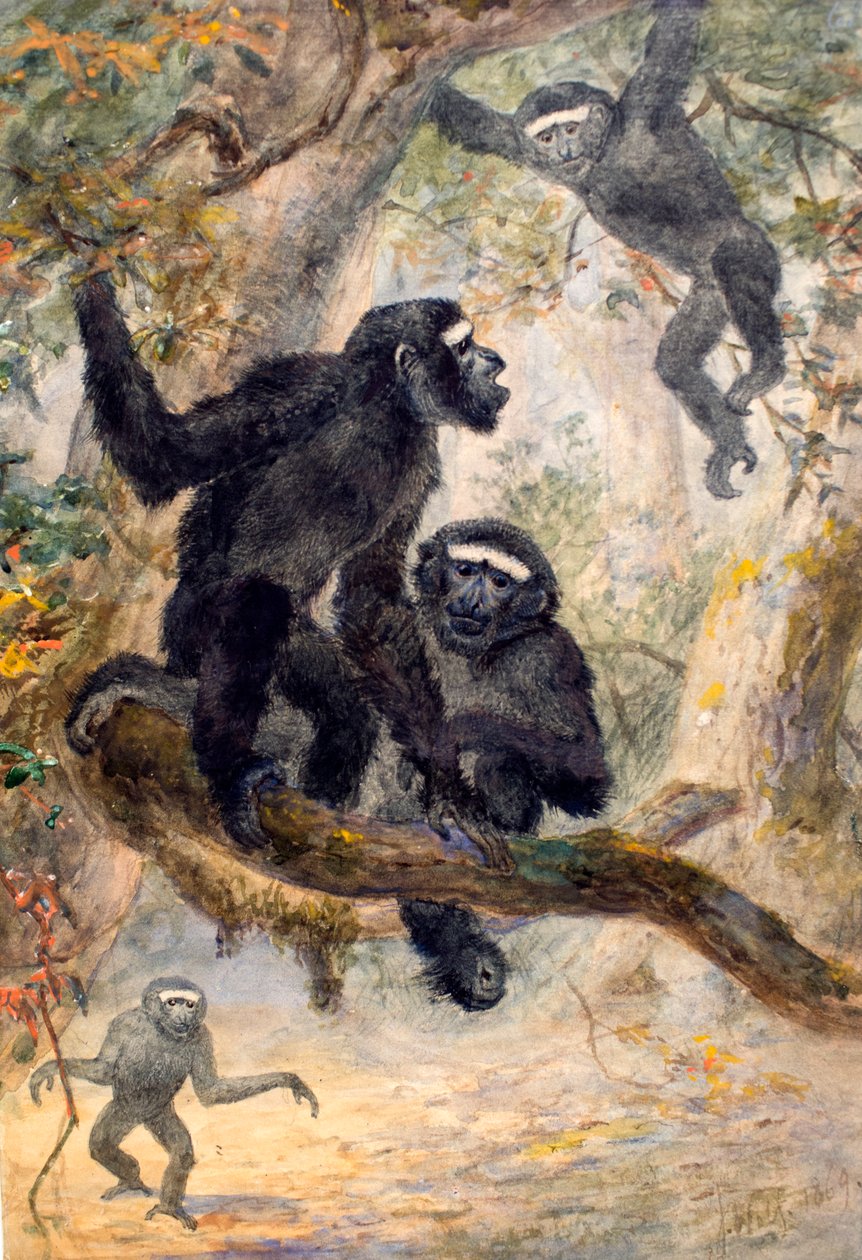 Hoolocks Gibbon, 1869 door Joseph Wolf