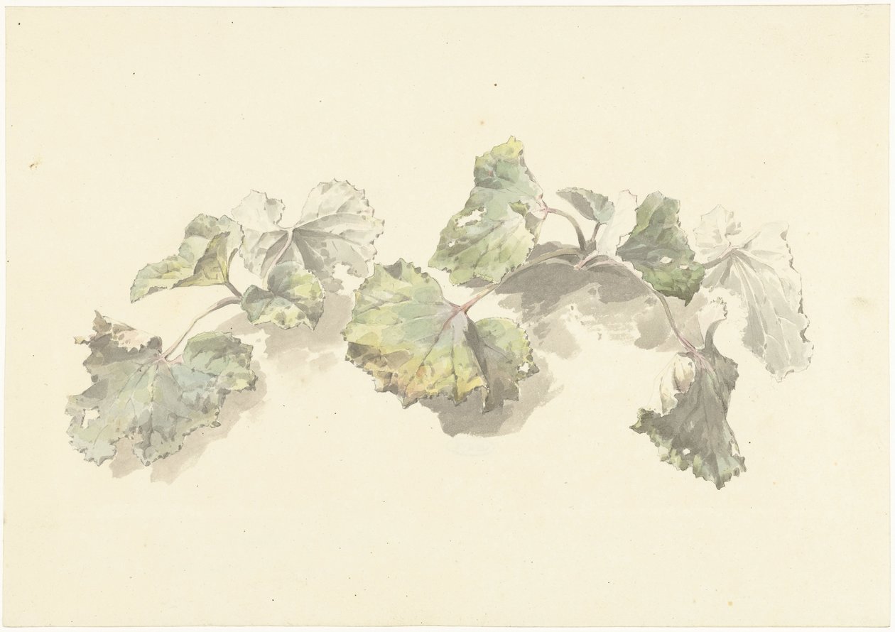Studie van bladeren door Josephus Augustus Knip