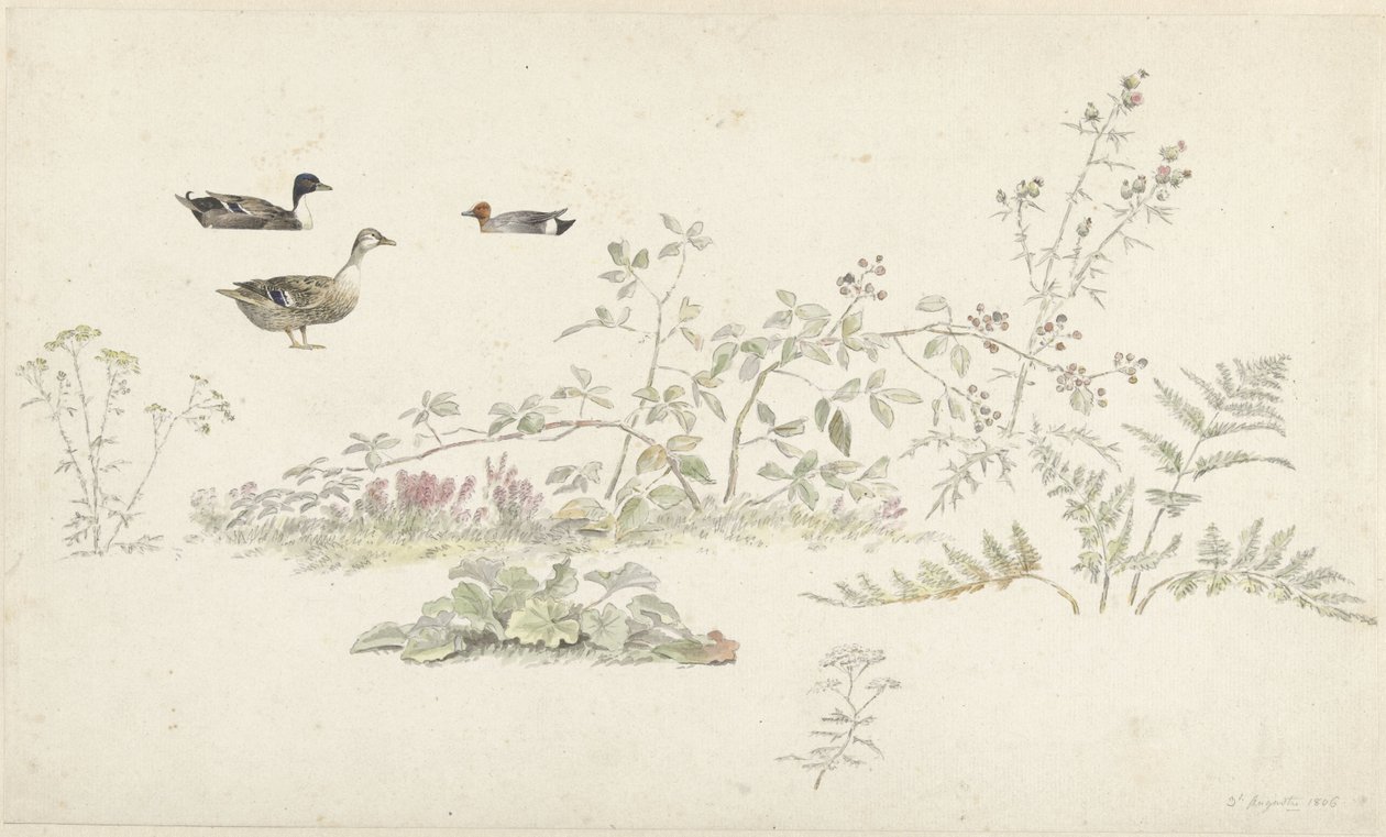 Studieblad met planten en watervogels door Josephus Augustus Knip