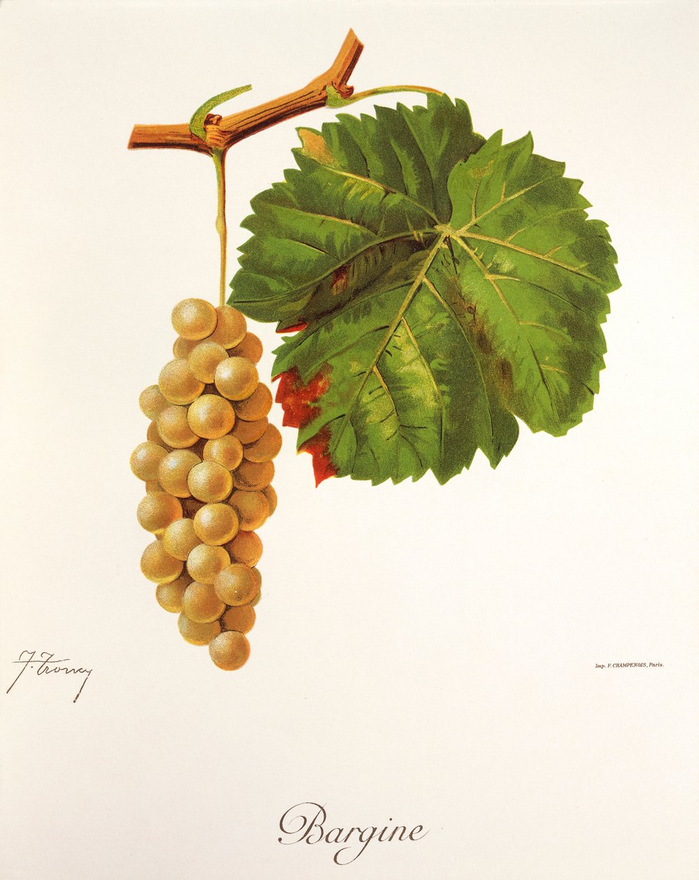 Bargine druif door Jules Troncy