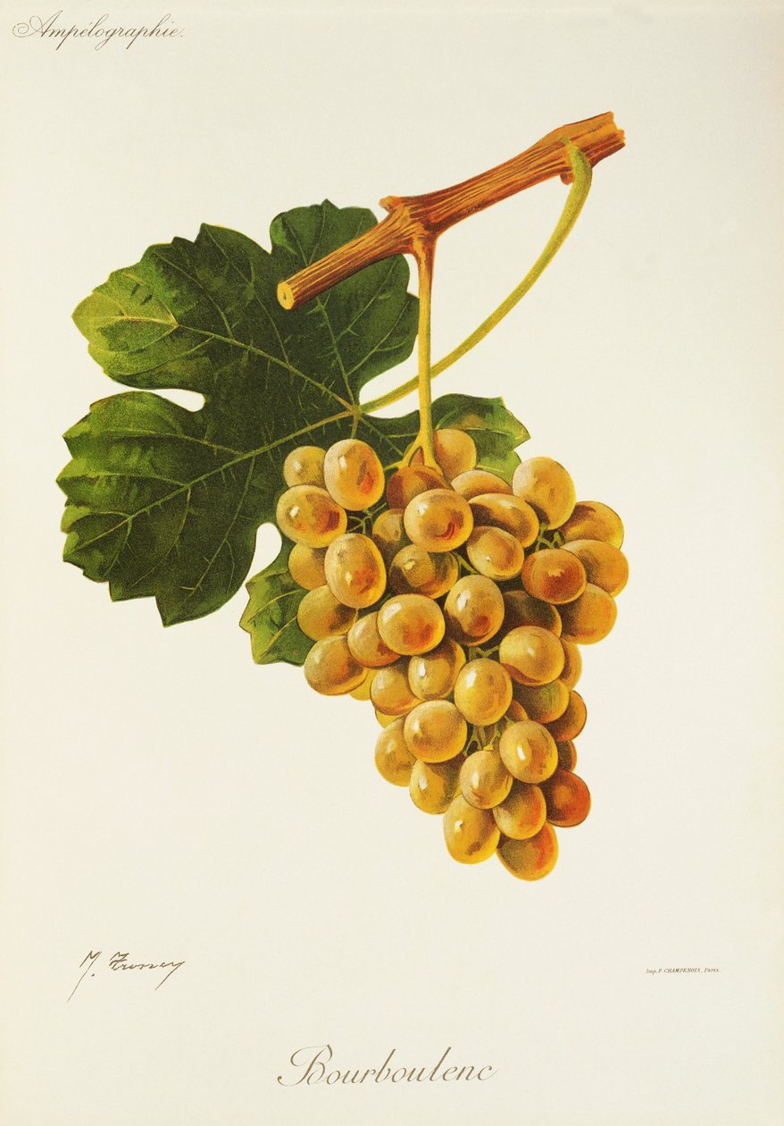 Bourboulenc druif door Jules Troncy