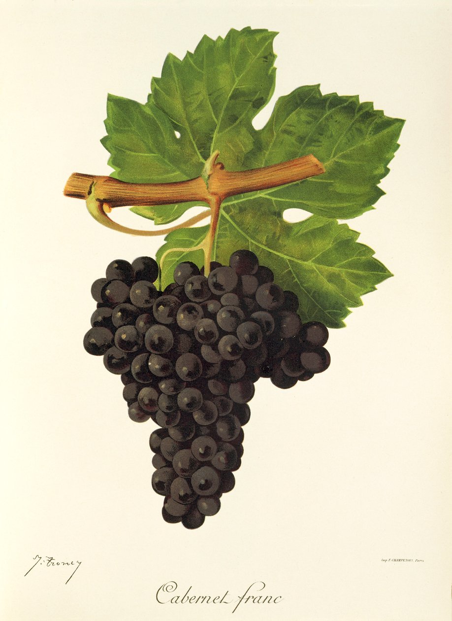 Cabernet Franc druif door J. Troncy door Jules Troncy