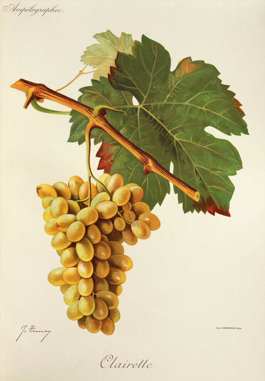Clairette-druif door Jules Troncy