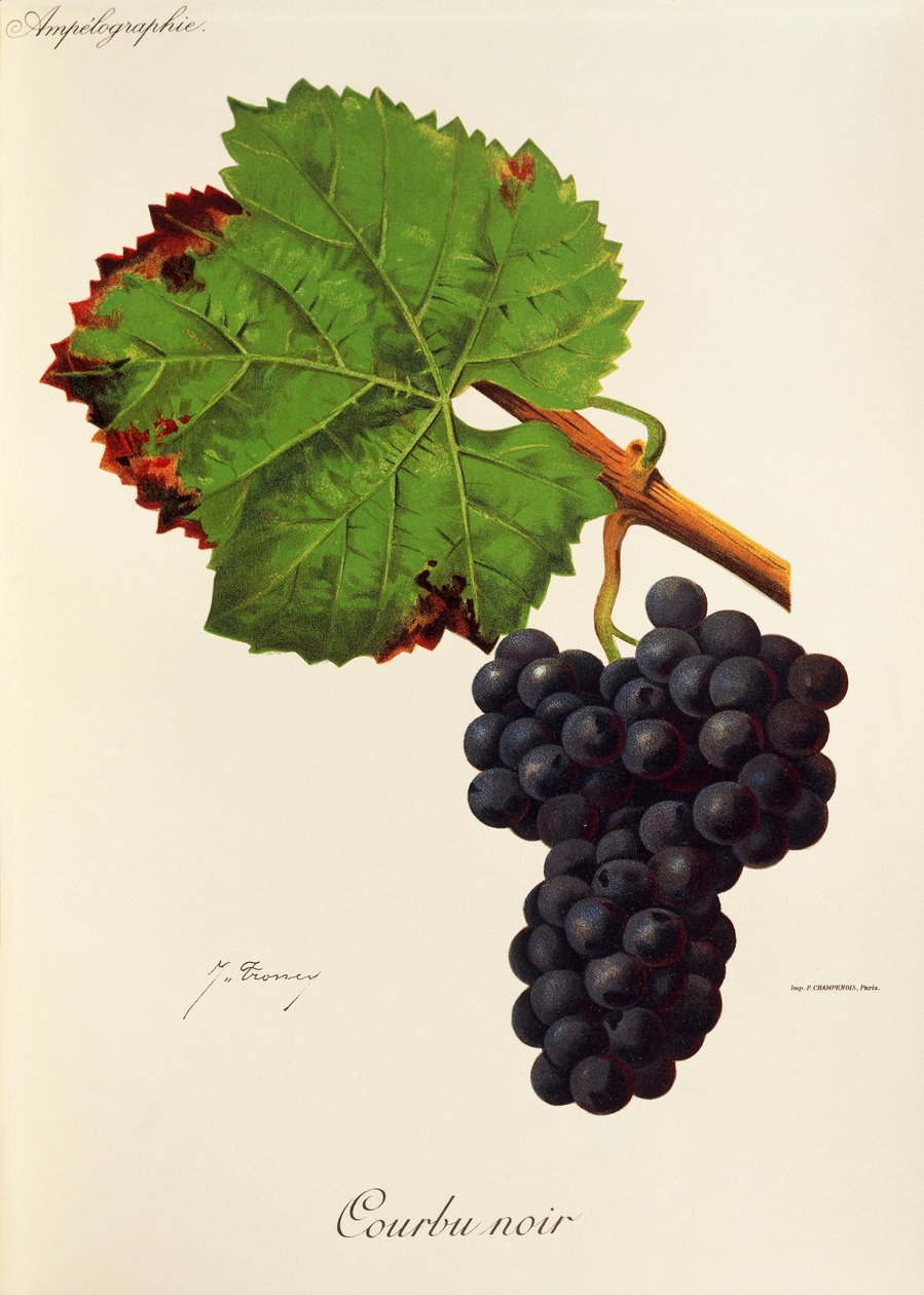 Courbu Noir druif door Jules Troncy