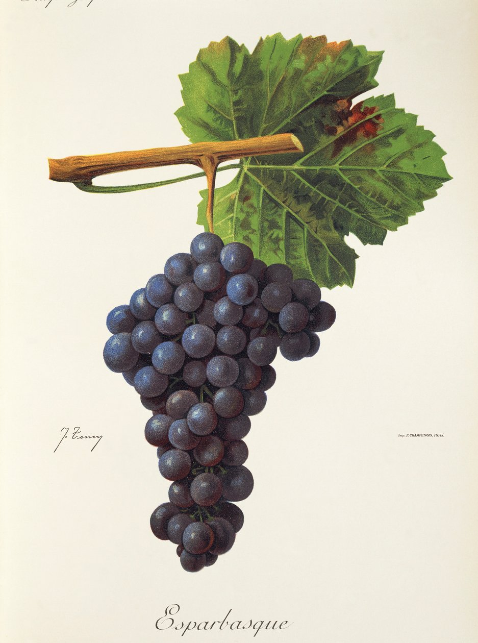 Esparbasque druif door J. Troncy door Jules Troncy