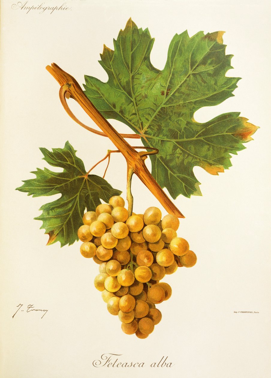 Feteasca Alba druif door Jules Troncy