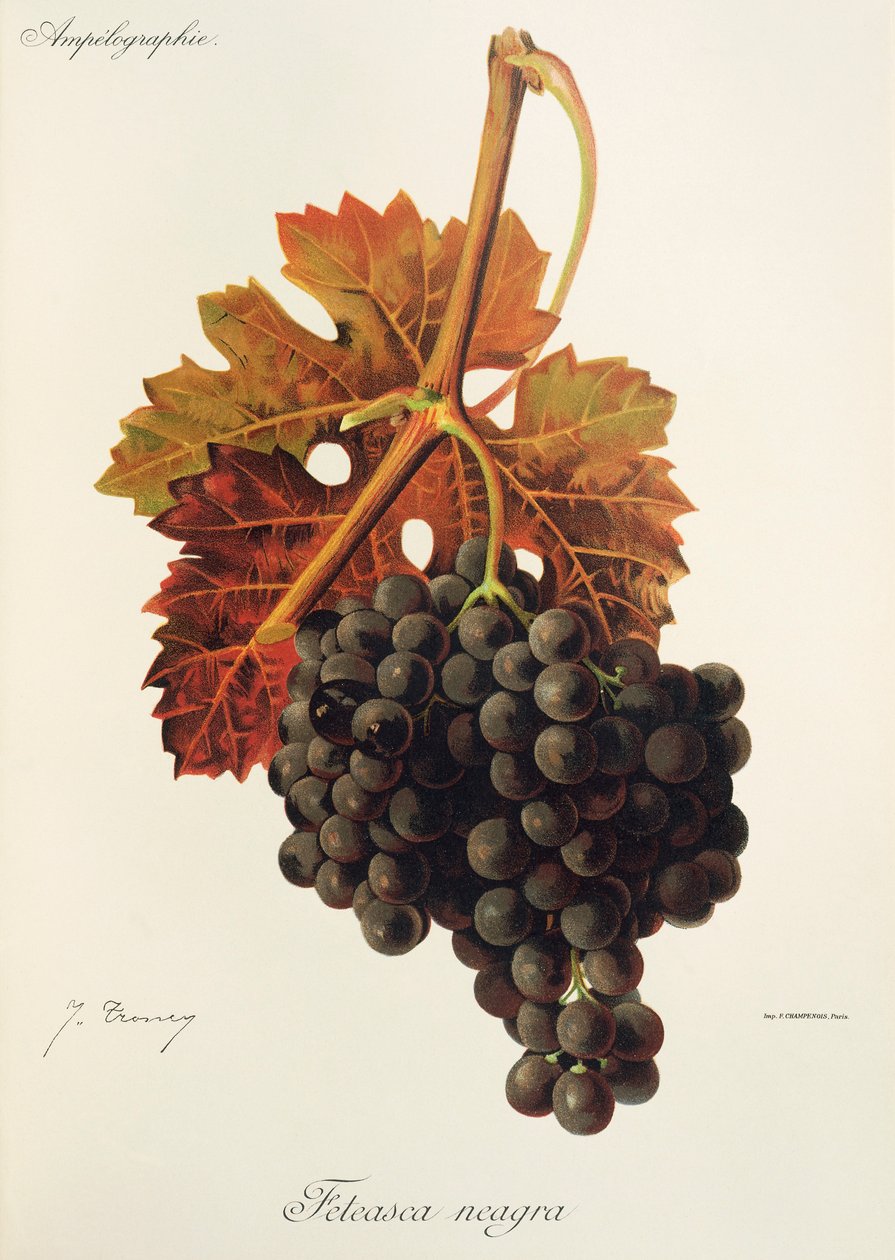 Feteasca Neagra-druif door Jules Troncy