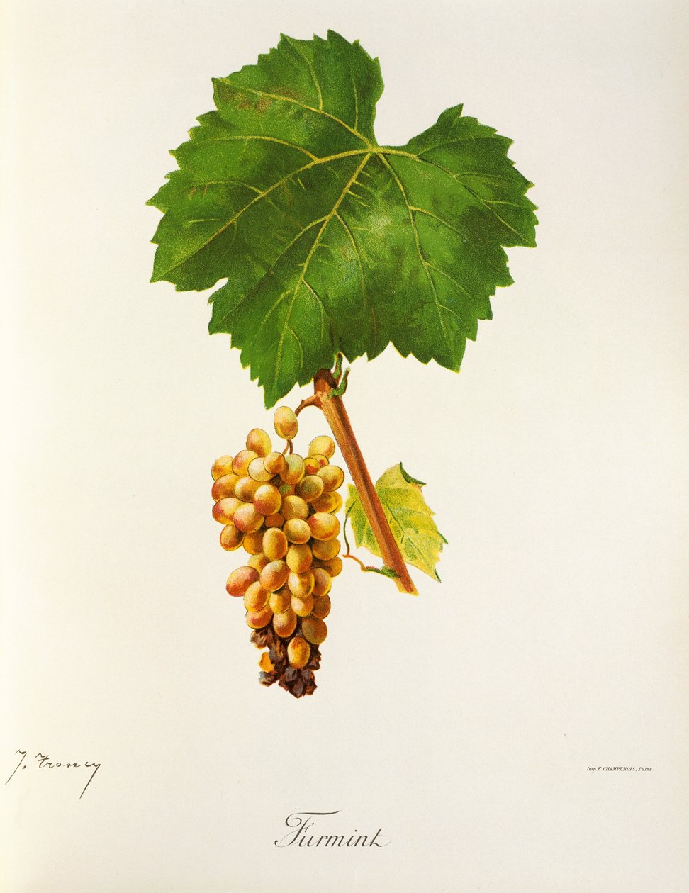 Furmint druif door J. Troncy door Jules Troncy