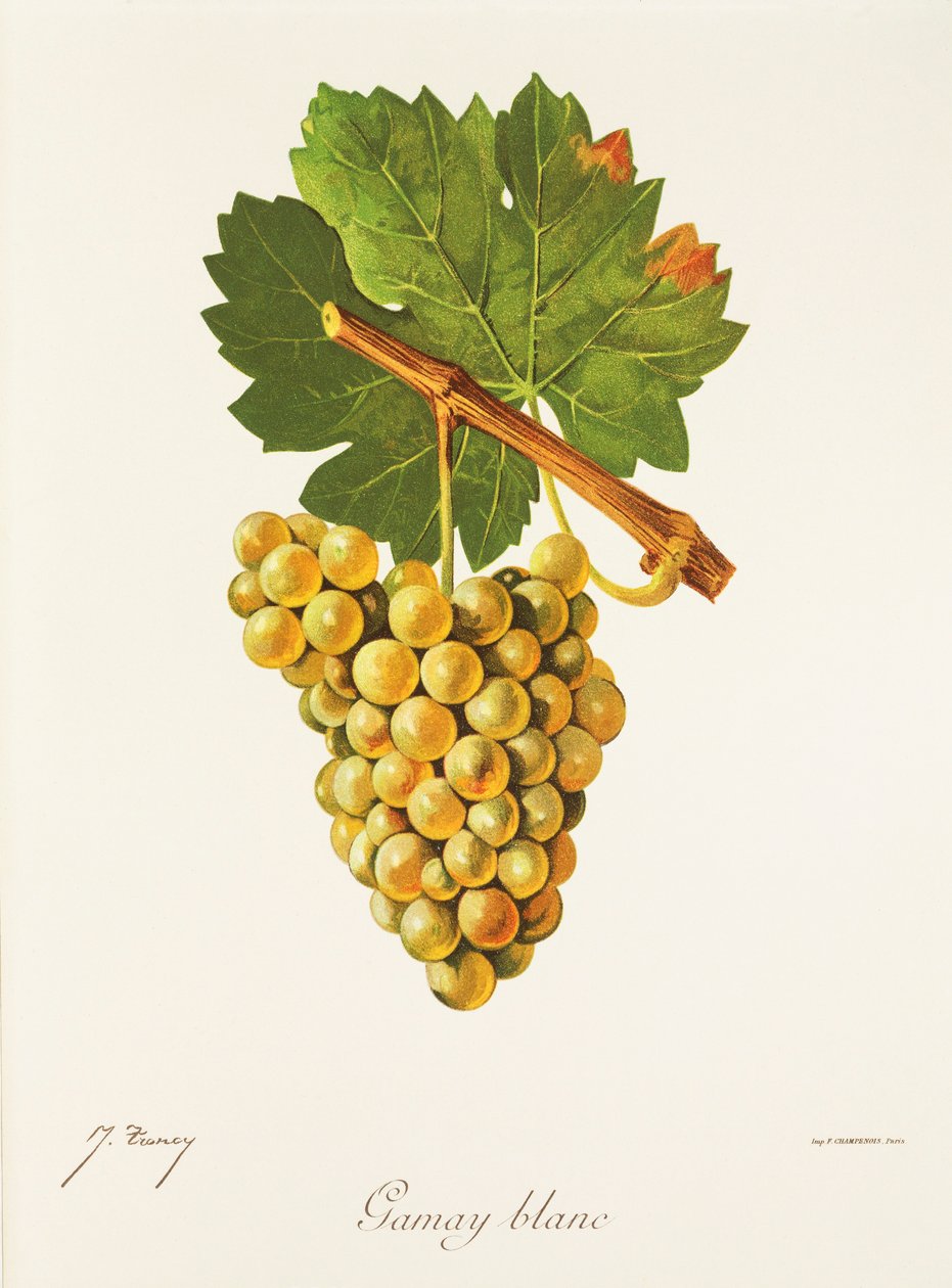 Gamay Blanc druif door Jules Troncy