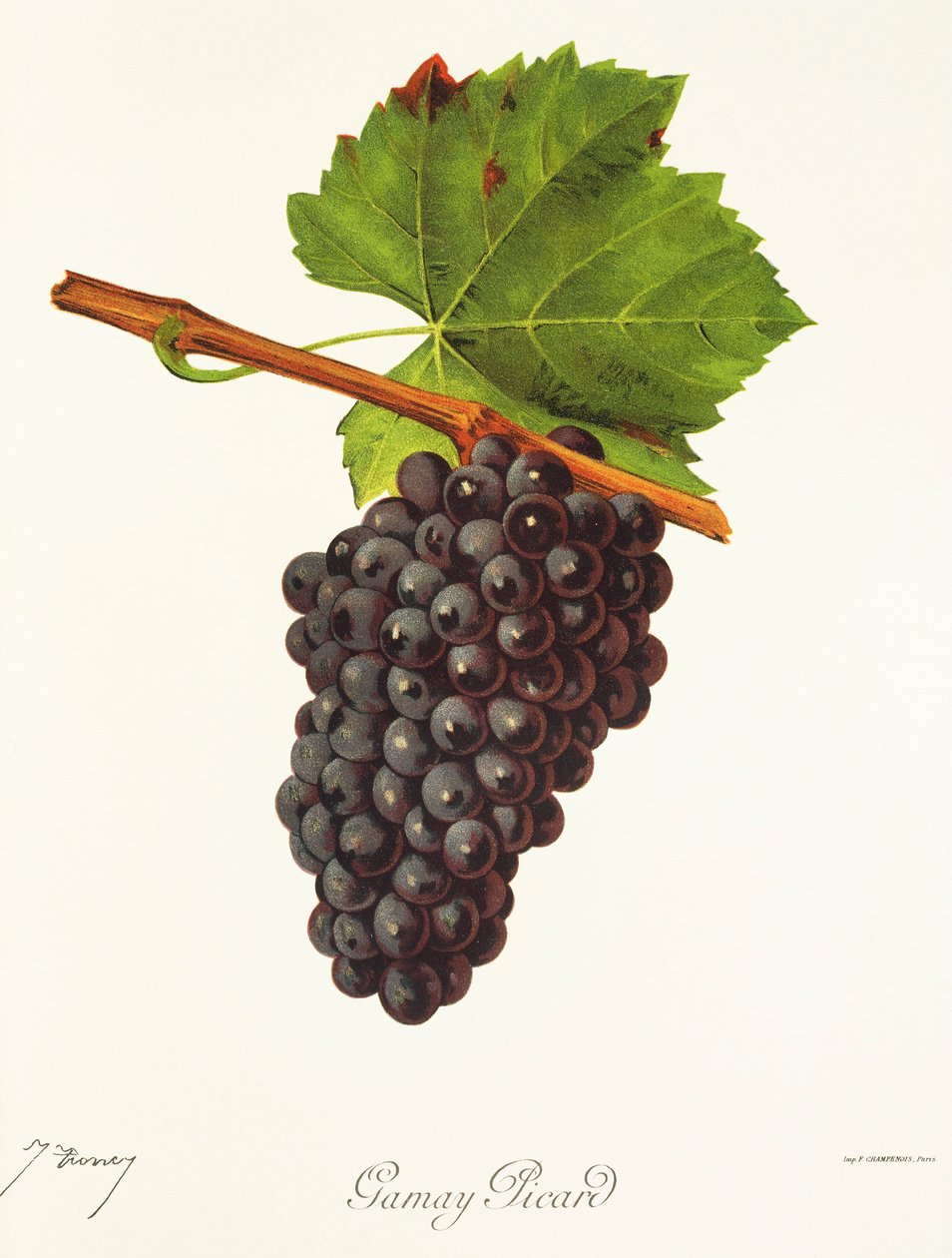 Gamay Picard druif door J. Troncy door Jules Troncy