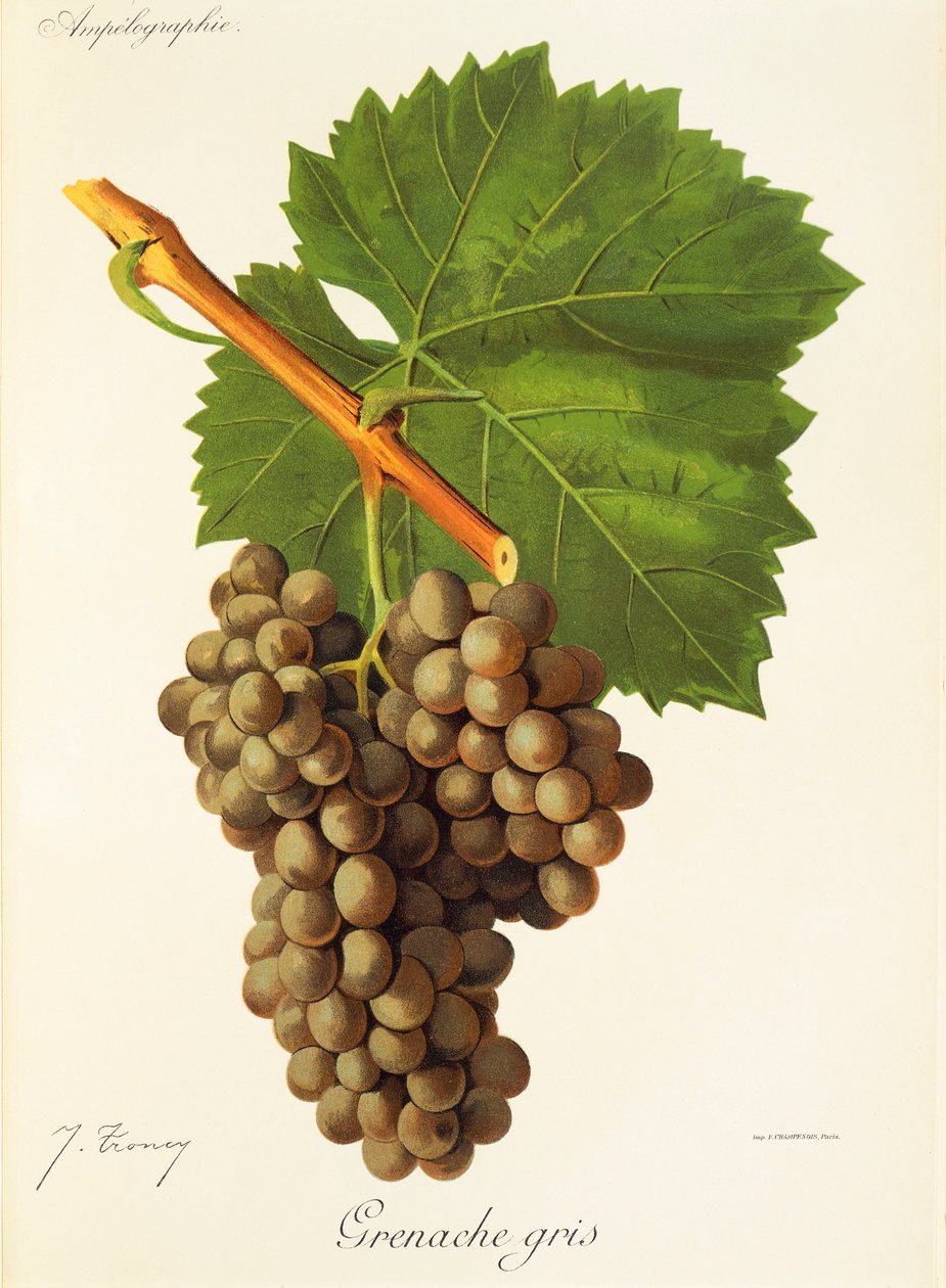 Grenache Gris druif door J. Troncy door Jules Troncy