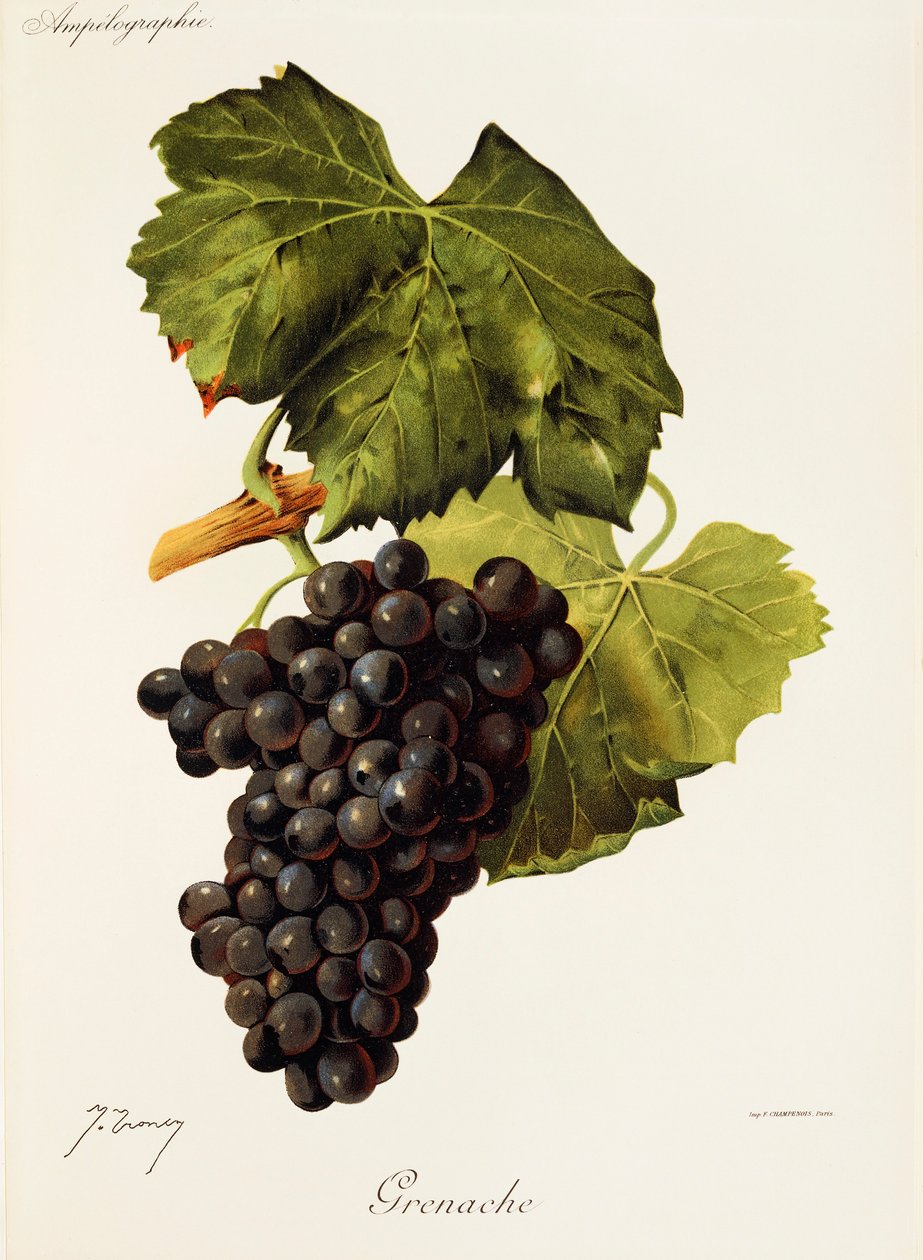 Grenache-druif door J. Troncy door Jules Troncy