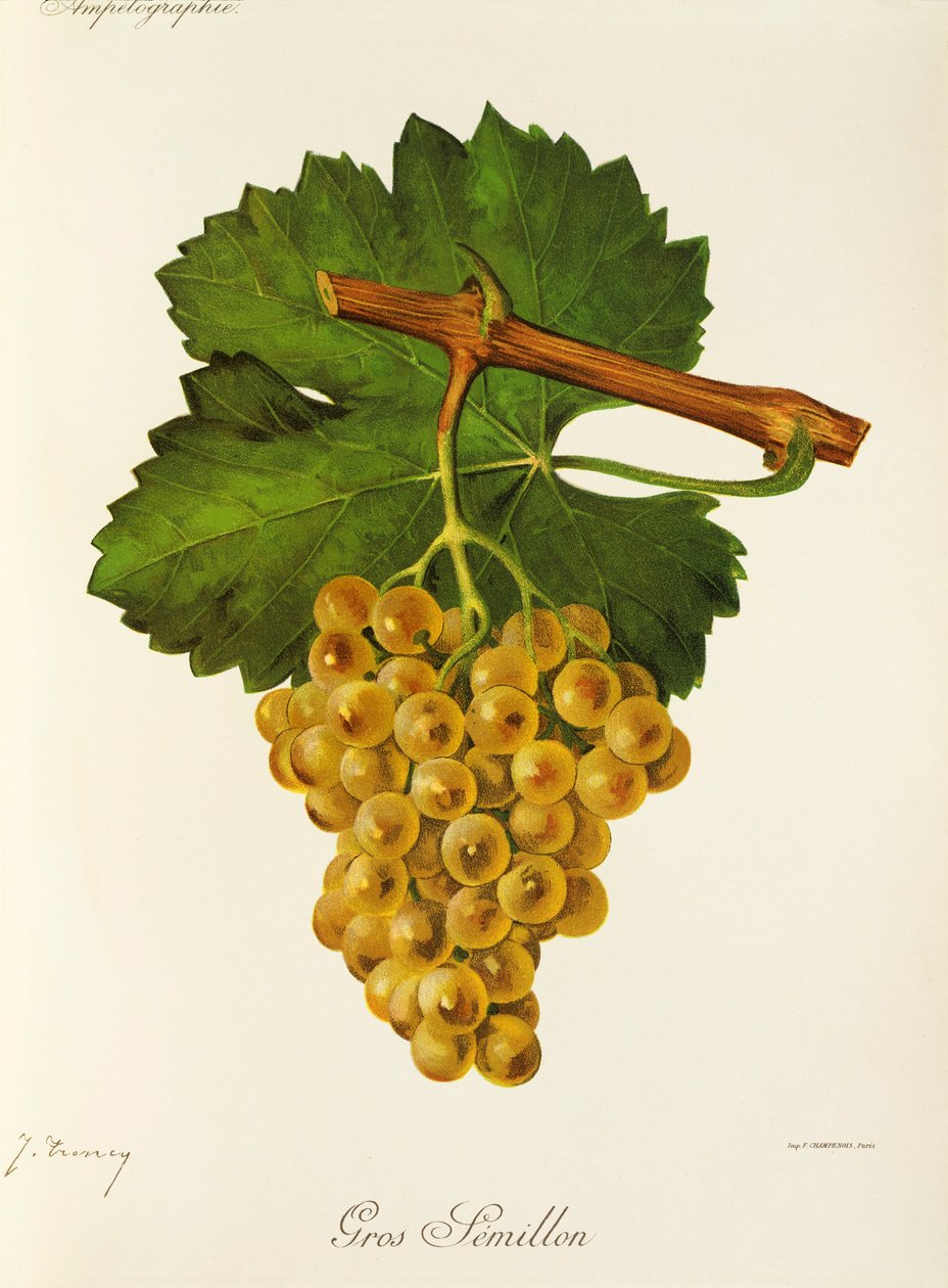 Gros Semillon door Jules Troncy