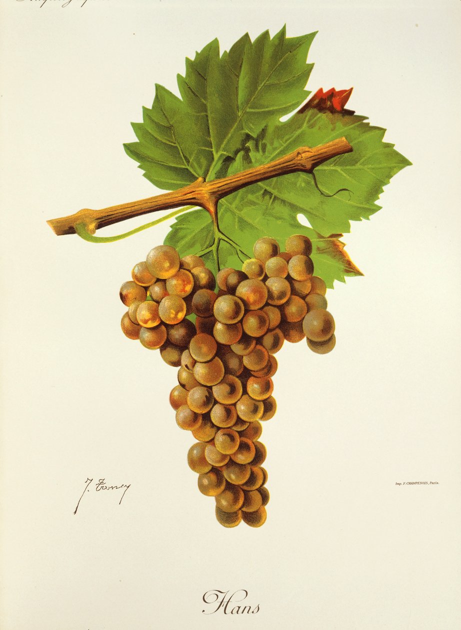 Hans-druif door J. Troncy door Jules Troncy