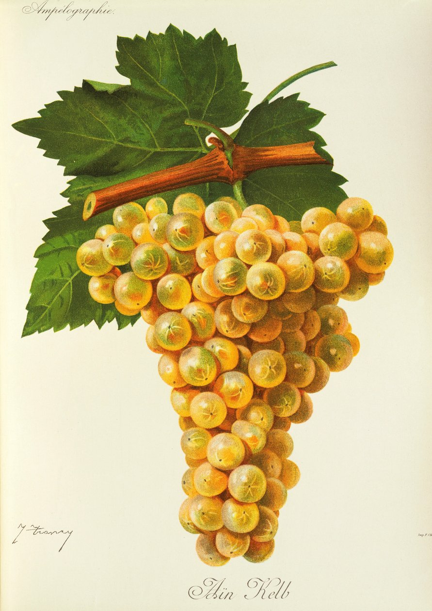 Marsanne druif door Jules Troncy