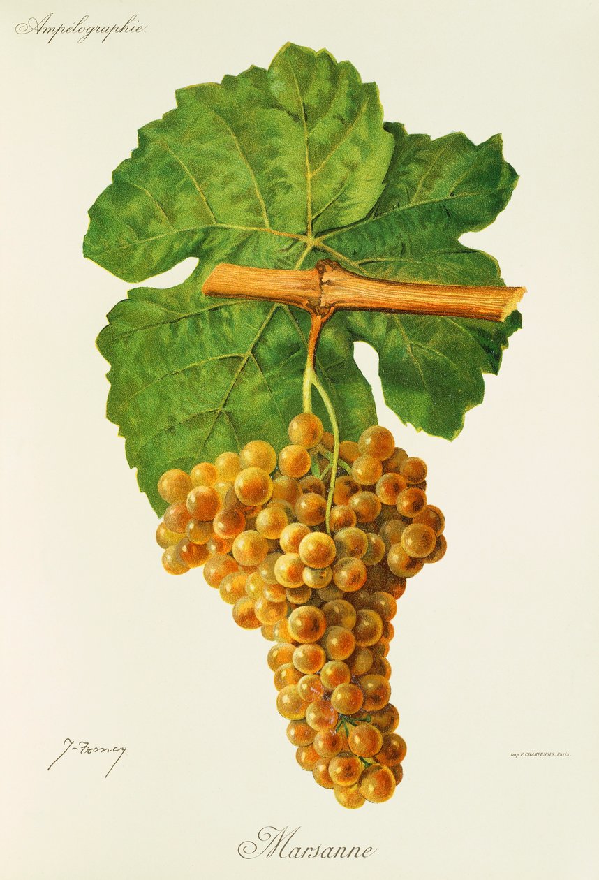 Marsanne druif door Jules Troncy