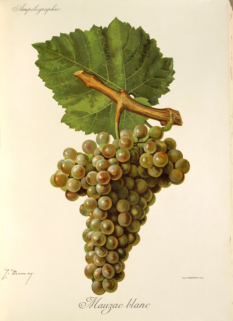 Mauzac Blanc door Jules Troncy