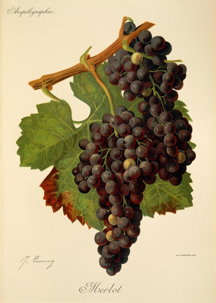 Merlot druif door Jules Troncy