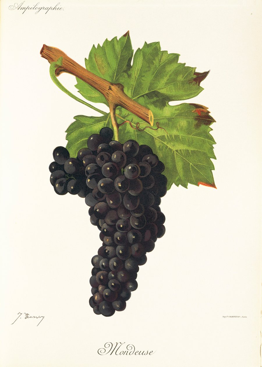 Mondeuse druif door Jules Troncy