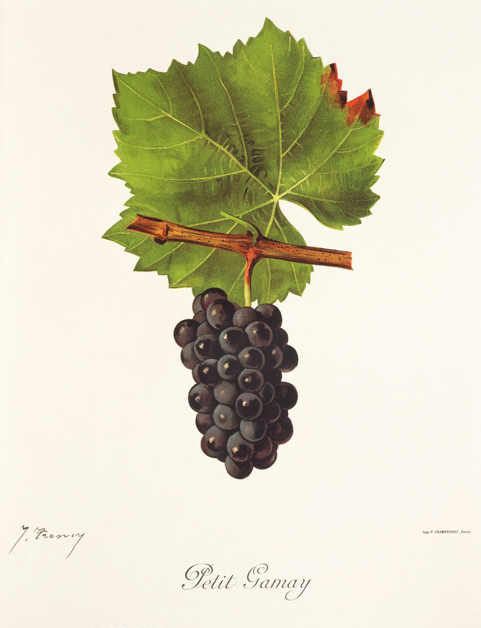 Petit Gamay druif door J. Troncy door Jules Troncy