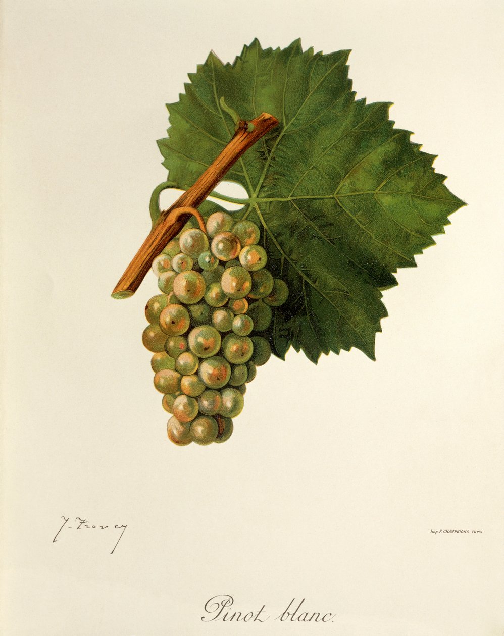 Pinot Blanc druif door Jules Troncy