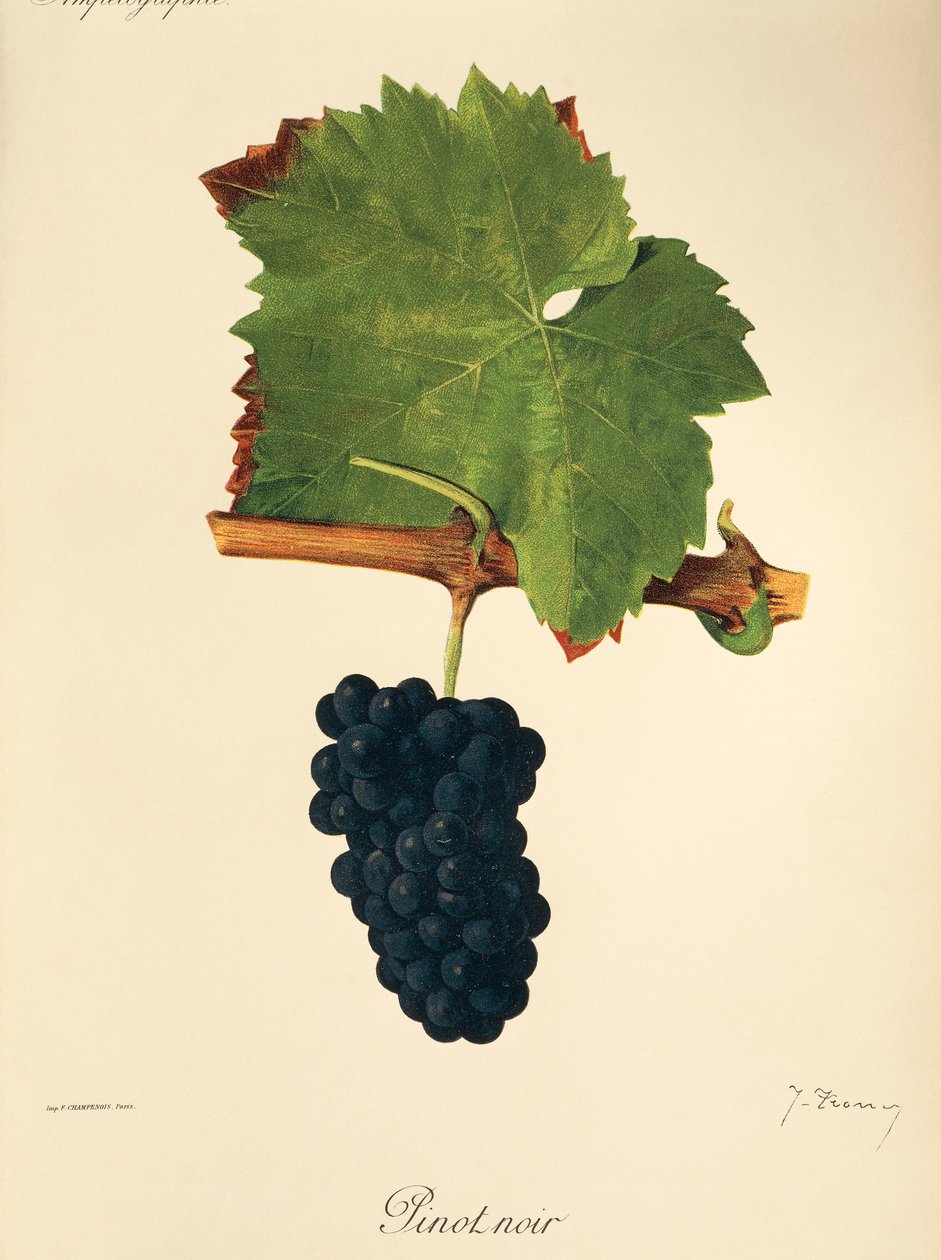 Pinot Noir druif door Jules Troncy