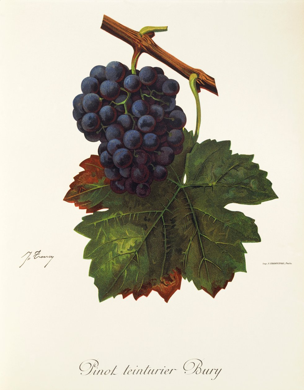 Pinot Teinturier Bury-druif door J. Troncy door Jules Troncy