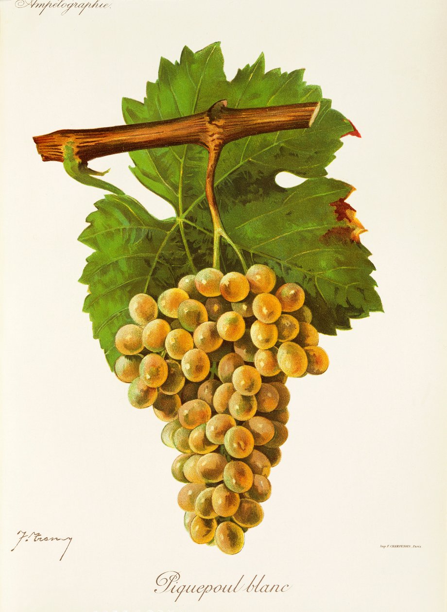 Piquepoul Blanc druif door J. Troncy door Jules Troncy