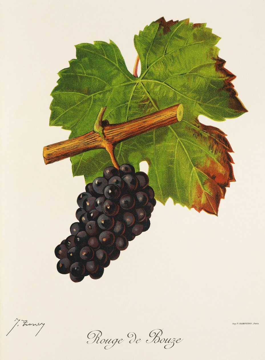 Rouge de Bouze druif door Jules Troncy