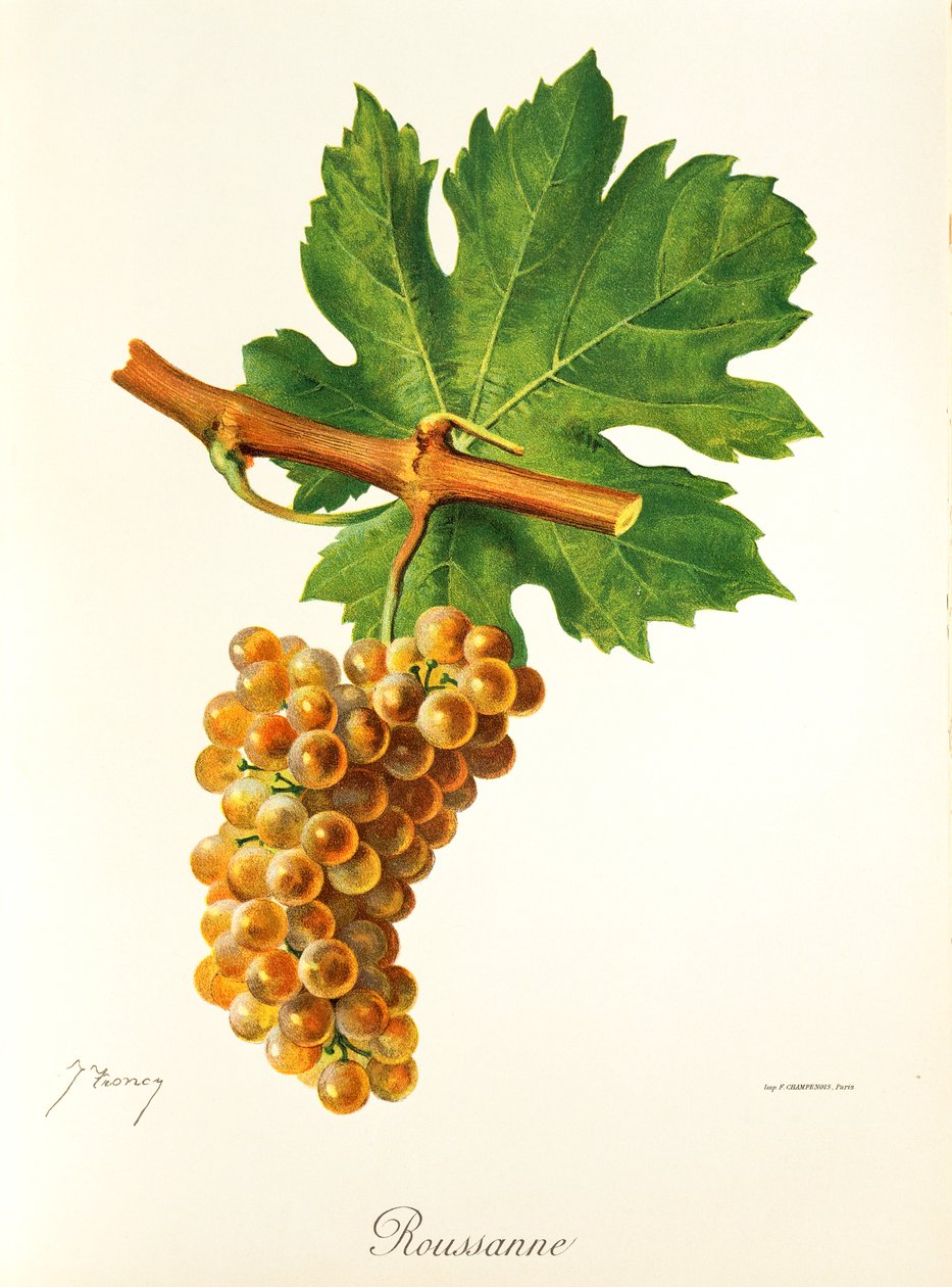 Rousanne druif door J. Troncy door Jules Troncy