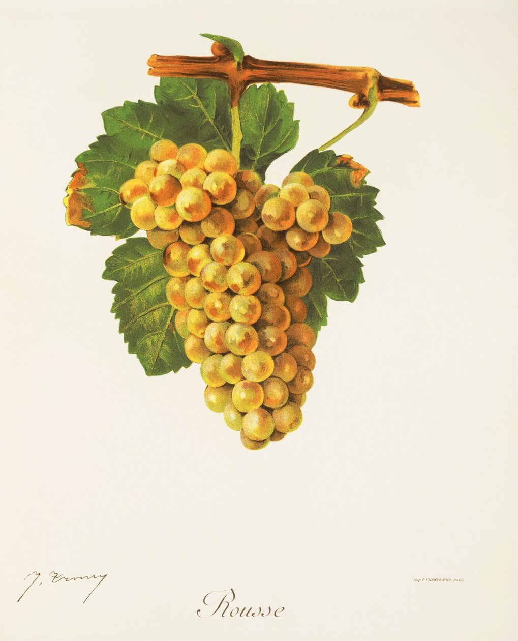 Rousse-druif door J. Troncy door Jules Troncy