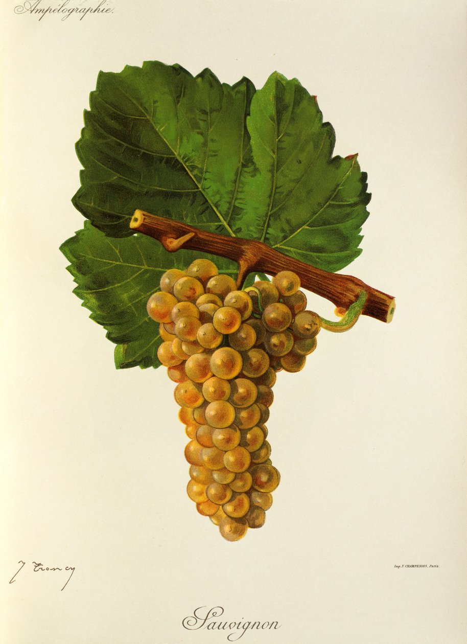 Sauvignon druif door J. Troncy door Jules Troncy
