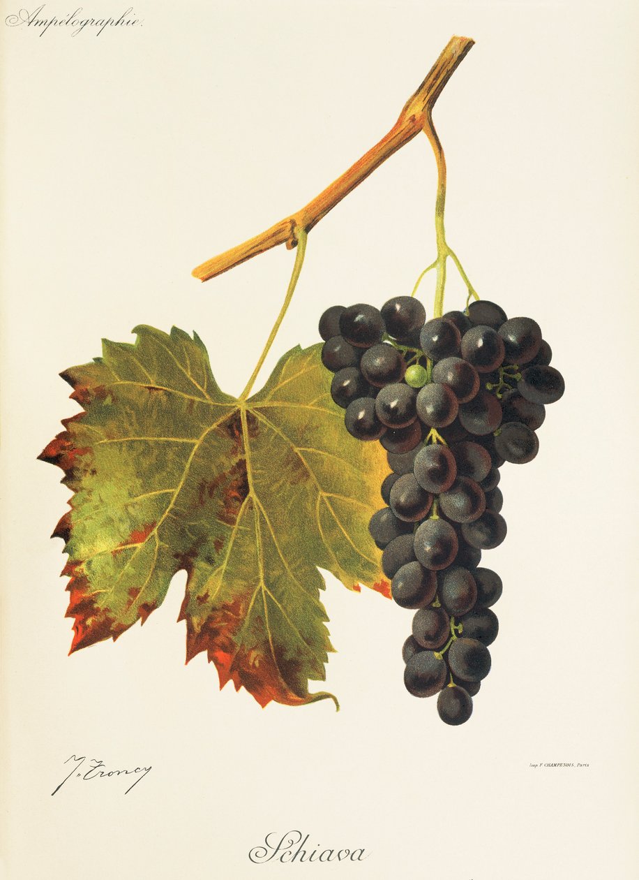Schiava druif door Jules Troncy