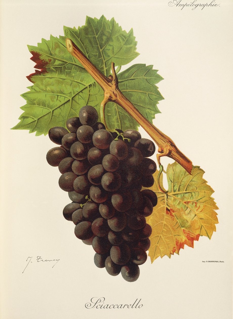 Sciaccarello druif door Jules Troncy
