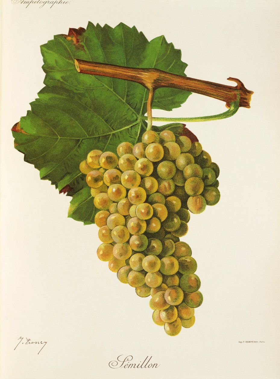 Semillon druif door Jules Troncy