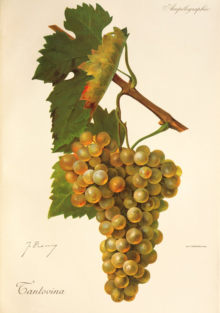 Tantovina druif door Jules Troncy