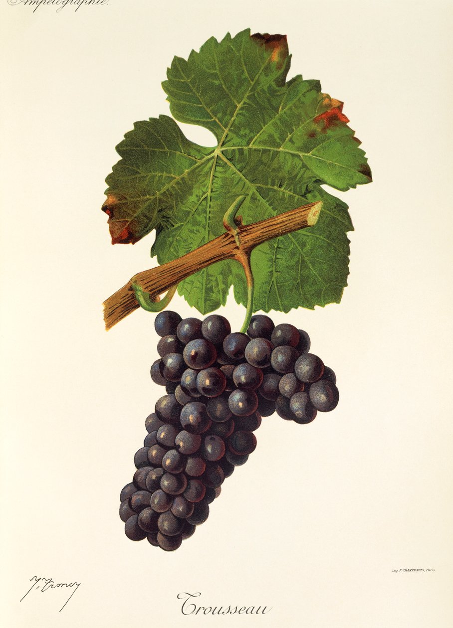 Trousseau druif door Jules Troncy