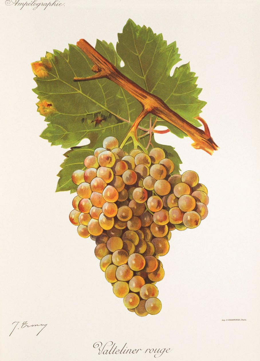 Valteliner Rouge-druif door Jules Troncy