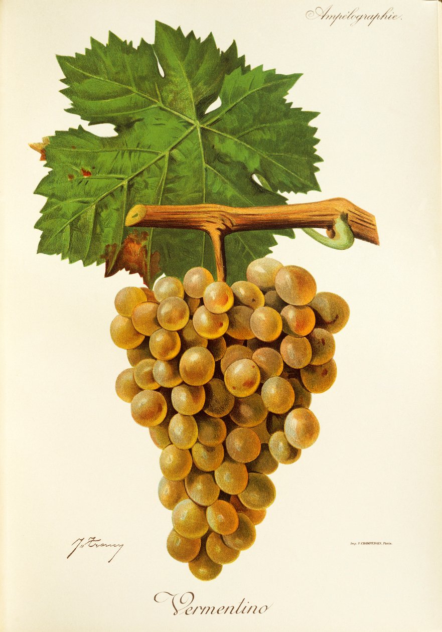 Vermentino druif door Jules Troncy