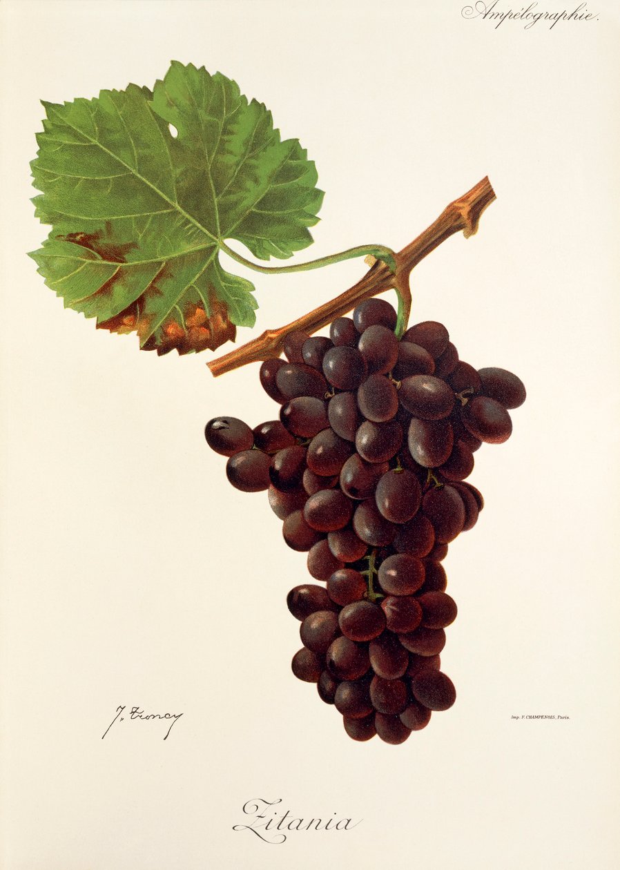 Zitania druif door J. Troncy door Jules Troncy