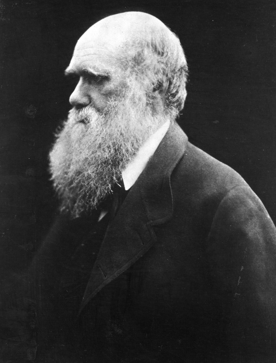 Charles Darwin, ca. 1870 door Julia Margaret Cameron