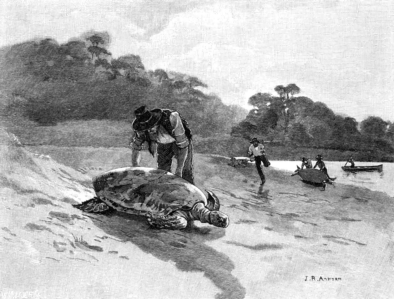 Schildpadden vangen door Julian Ashton