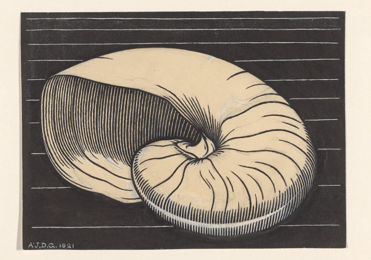 Nautilusschelp door Julie de Graag (signed by artist)