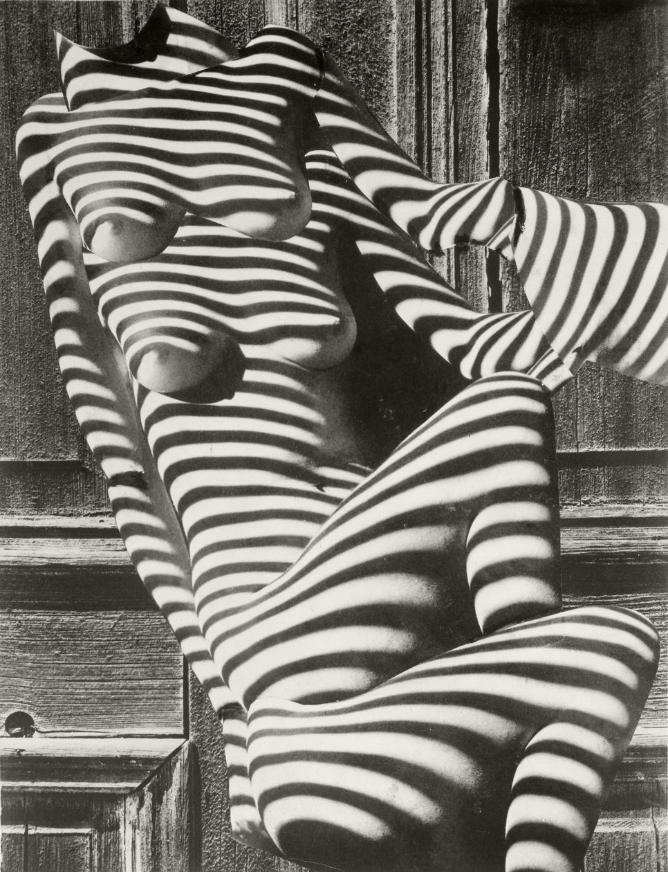 Zebra Dames door Karel Teige
