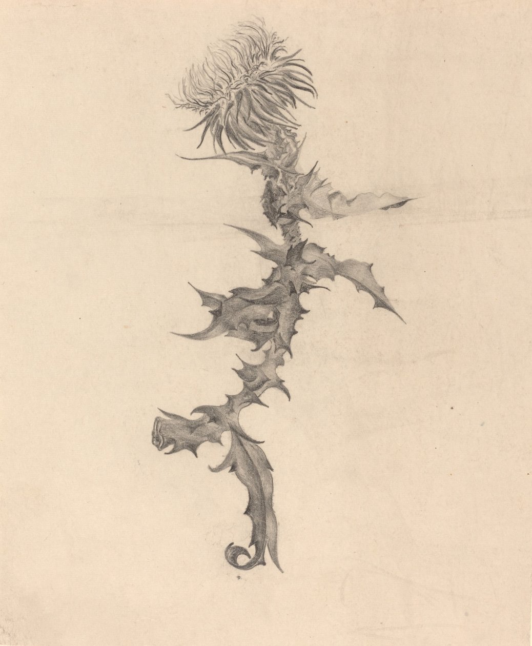 Distel door Karel Vitezslav Masek