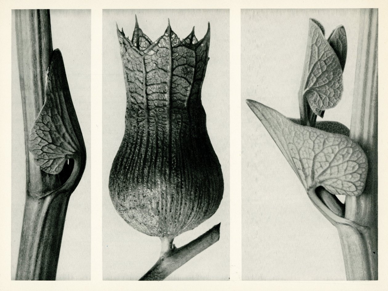 Aristolochia Clematitis. 1929 (fotogravure) door Karl Blossfeldt