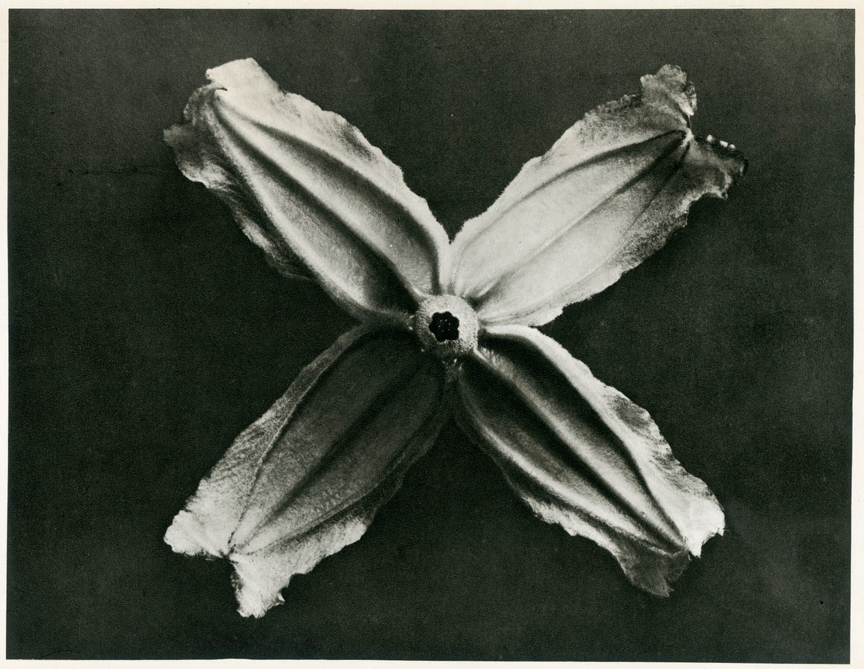 Clematis Integrifolia, 1929 door Karl Blossfeldt