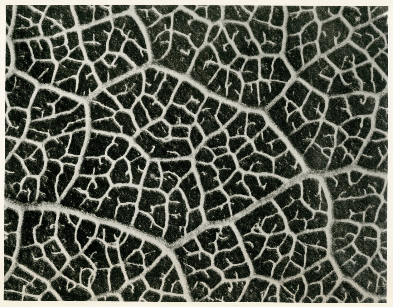 Columbia Blatt, 1929 door Karl Blossfeldt